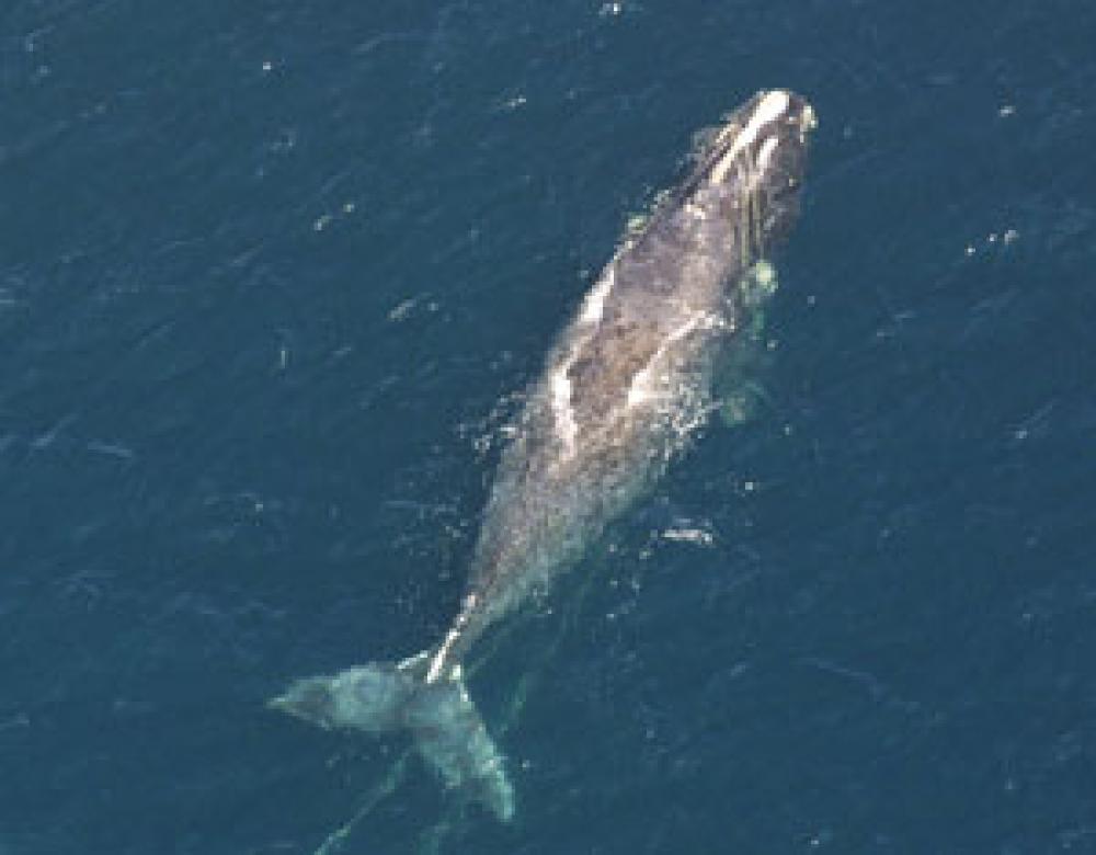 Baleine noire empêtrée dans des engins de pêche.