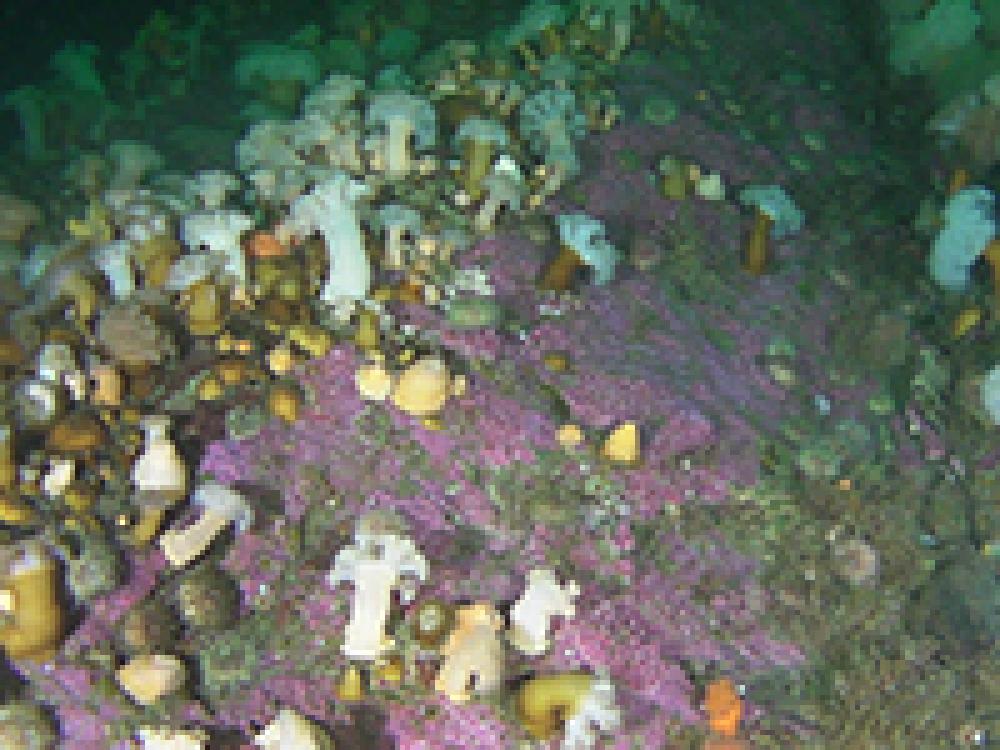 Le fond marin est couvert d'organismes très colorés