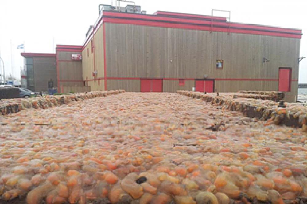 Aperçu du dessous des pontons du havre de pêche de Pointe-aux-Meules infestés par les ascidies. Les pontons sont sortis de l’eau pour être nettoyés aux installations de Merinov