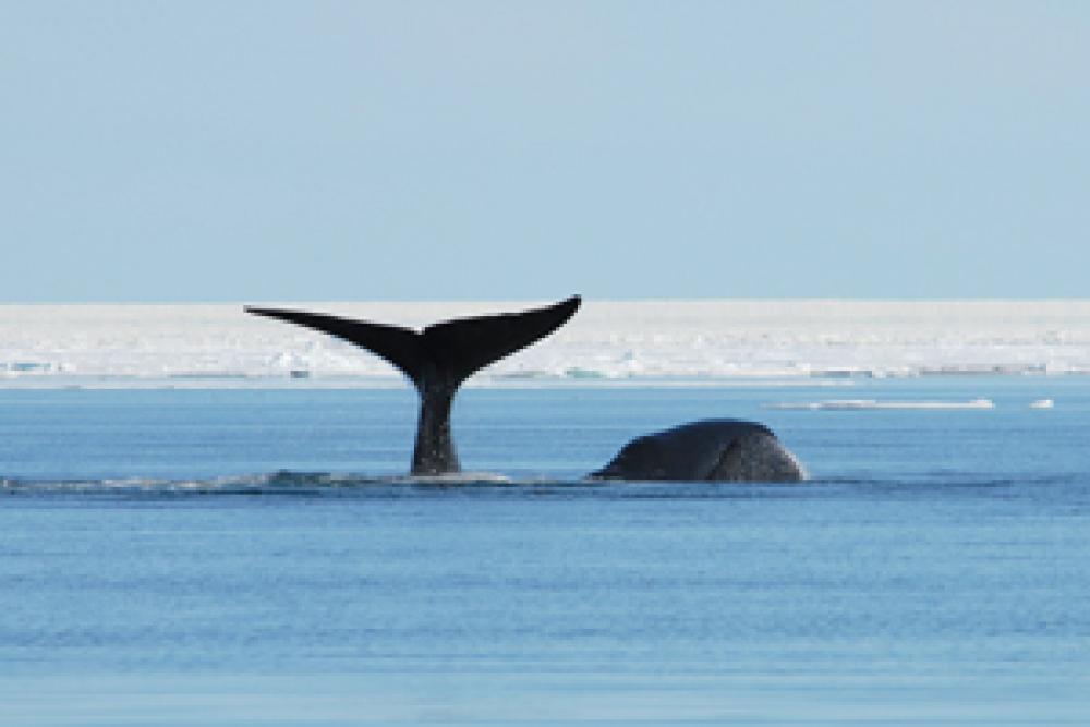 Une baleine boréale sort sa queue et sa tête de l'eau