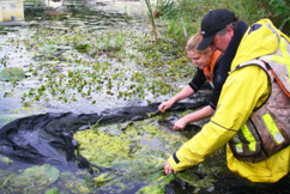 Échantillonnage de brochet vermiculé