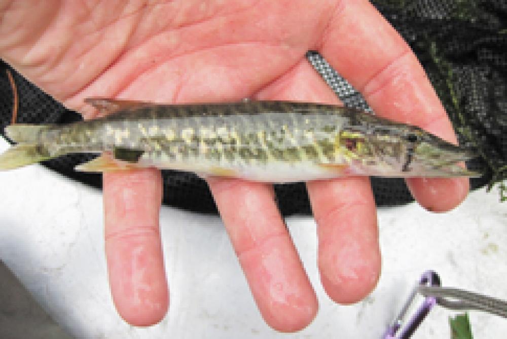 Brochet vermiculé