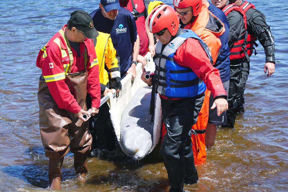 Photo showing the beluga being transported by several people on a stretcher after it was removes from the river