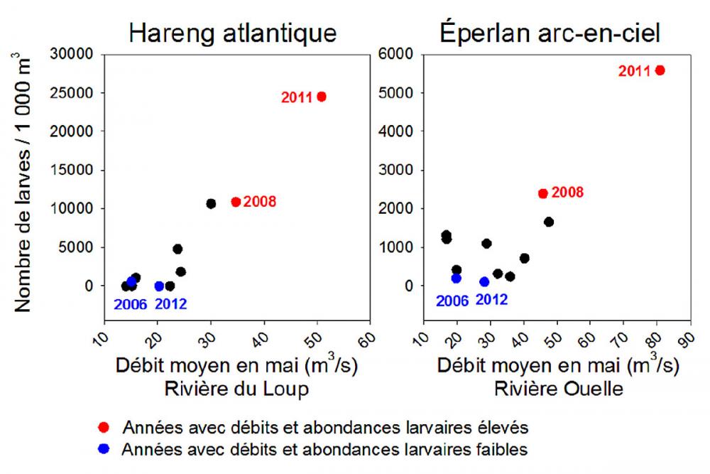 Figure illustrant les résultats pour le hareng atlantique dans la Rivière-du-Loup (à gauche) et de l'éperlant arc-en-ciel dans la Rivière-Ouelle (à droite)