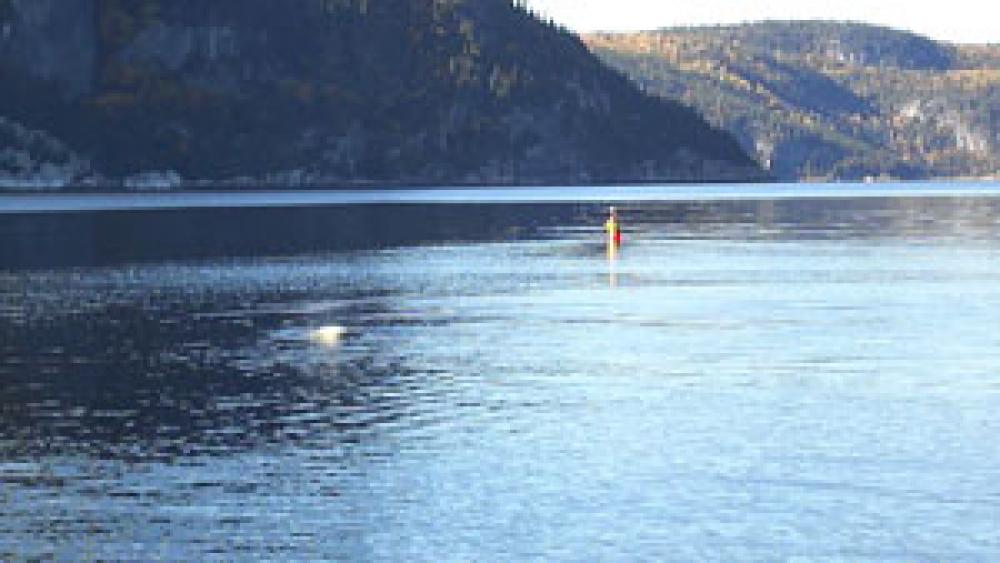 Béluga près d'une bouée dans le Saguenay