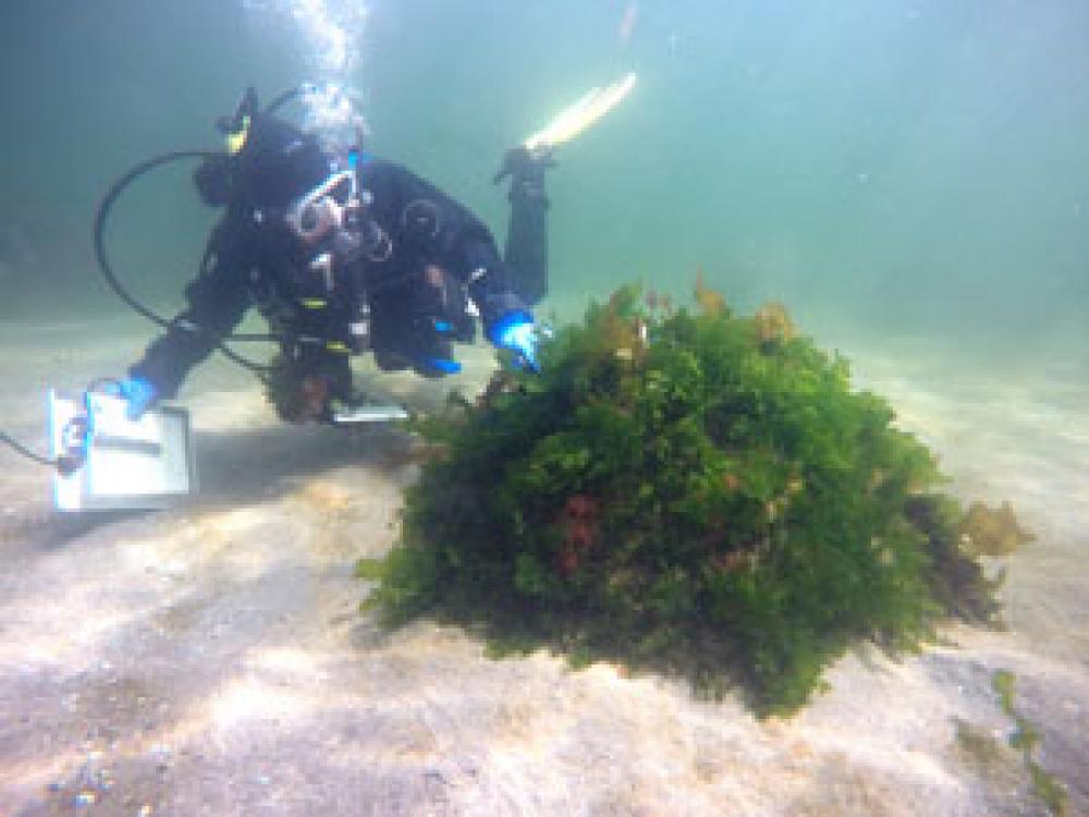 A multispecies artificial reef