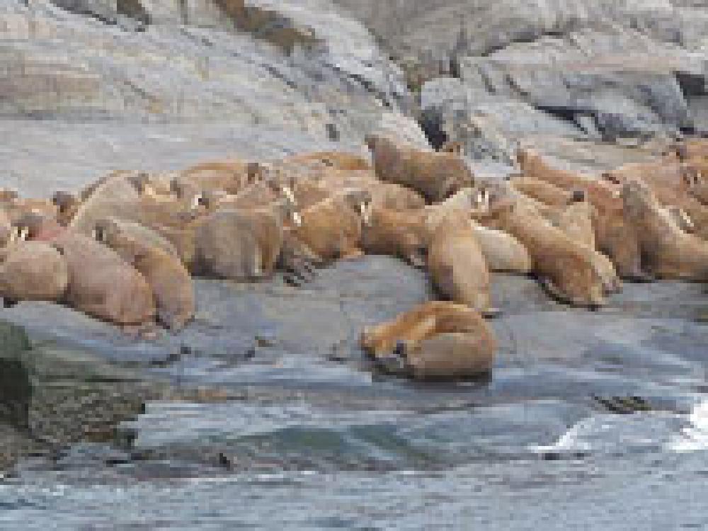 Morses à l’île aux Morses dans la baie d’Hudson