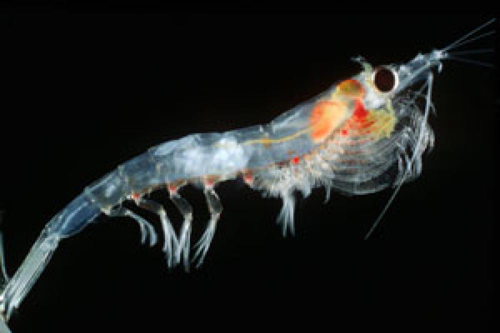 Vue d'un krill
