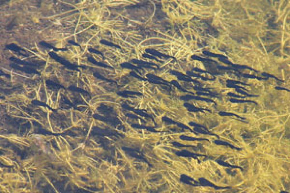 N. Lefebvre Small fish