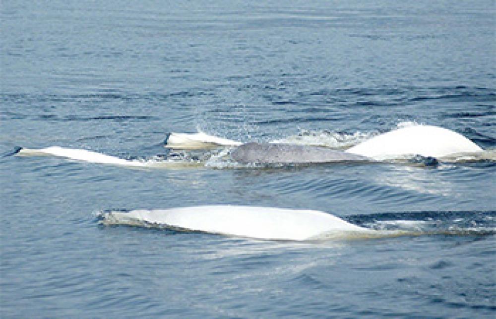 Whales