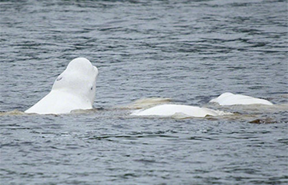 Whales