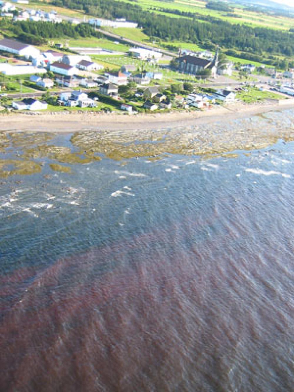 Photo of the red tide off the coast near the village of Sainte-Flavie