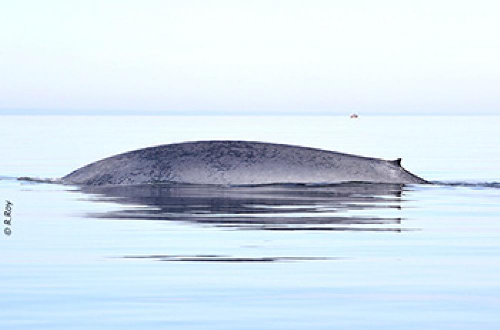 Blue Whale