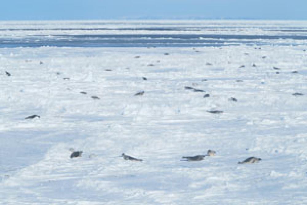 © Mike Hammill, MPO. Troupeau de phoques du Groenland sur la banquise.