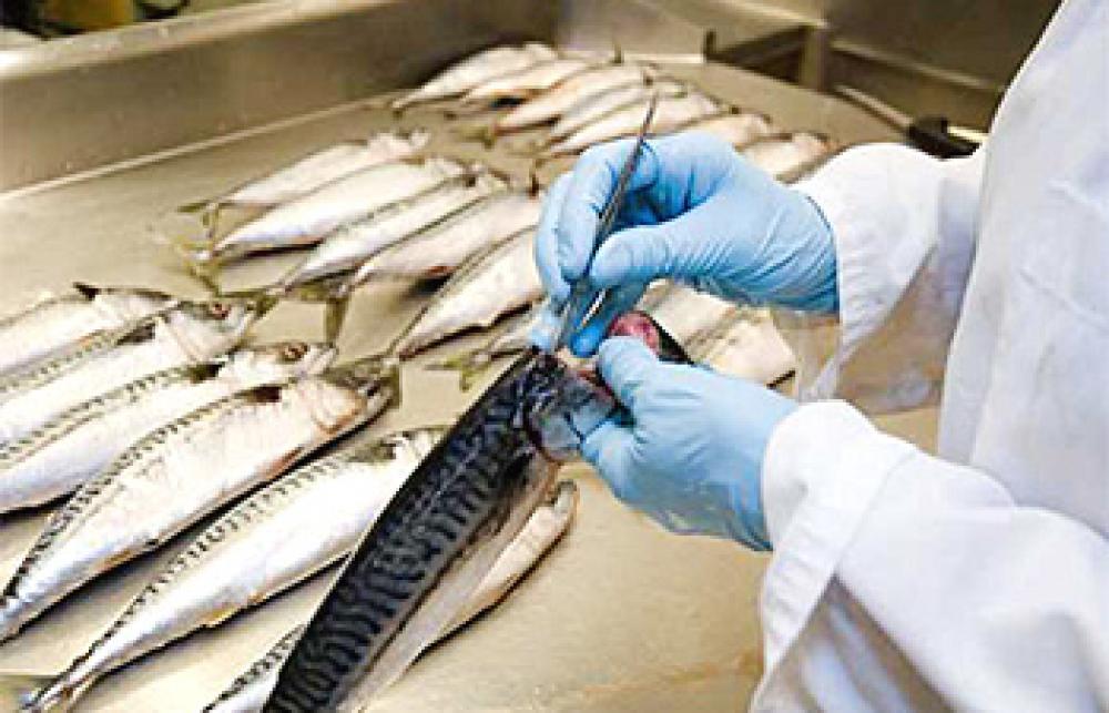 Extraction d'otolithes de maquereau en laboratoire.