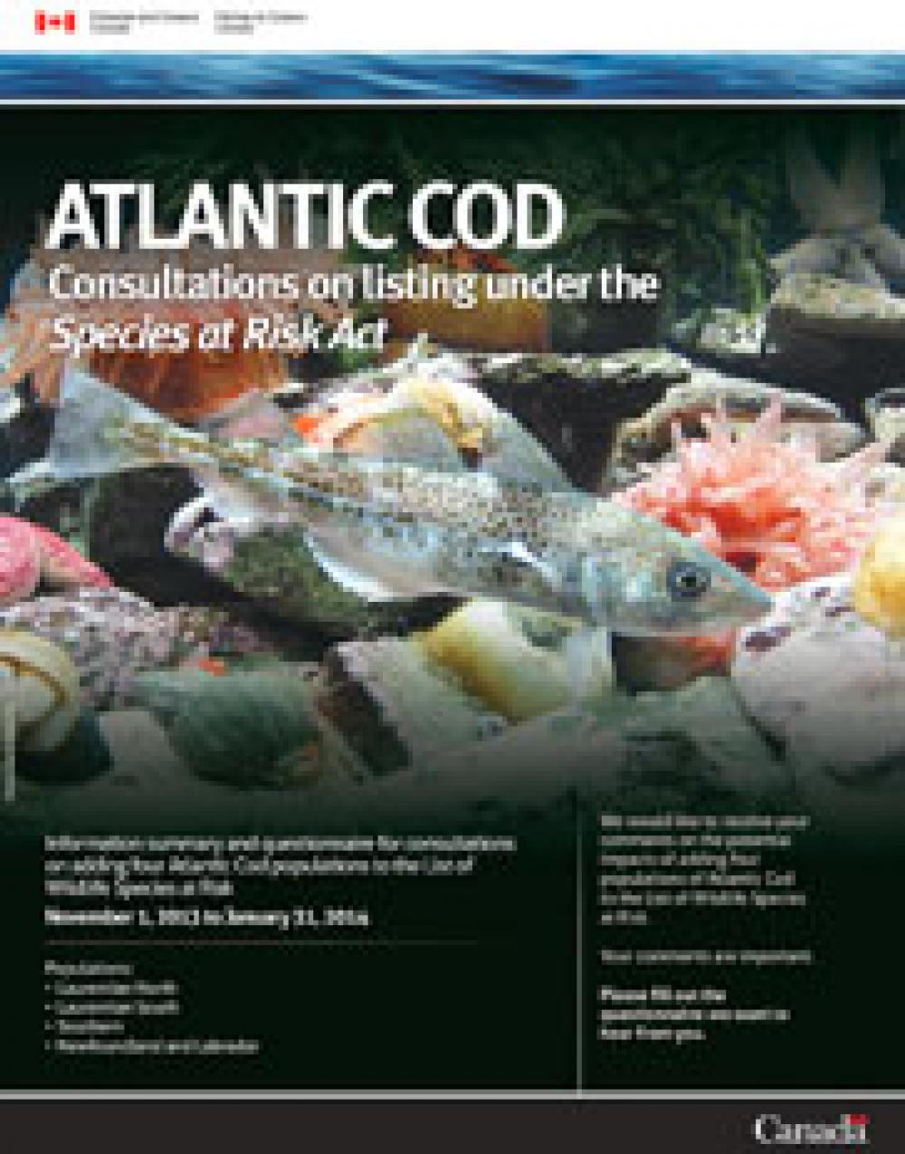 Atlantic Cod