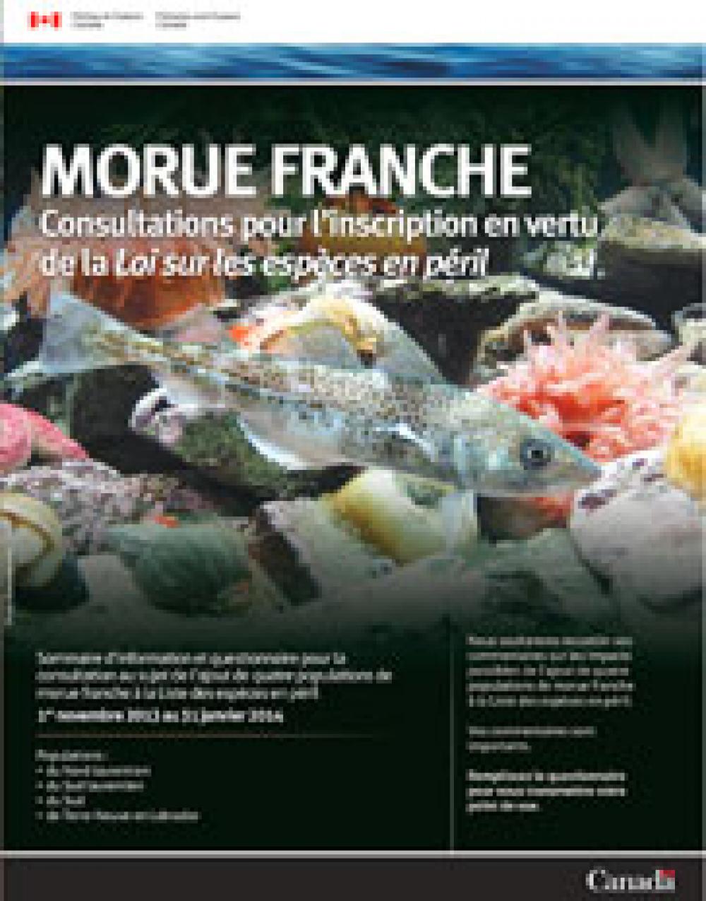 Morue franche