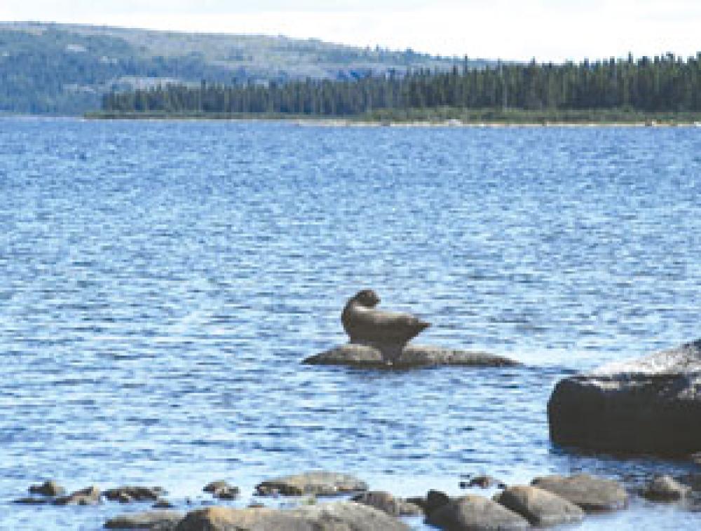 This Harbour Seal subspecies lives in fresh water and is unique worldwide
