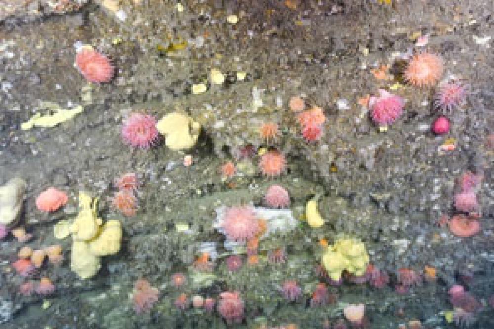 Anémones de mer et éponges sur la falaise du banc des Américains
