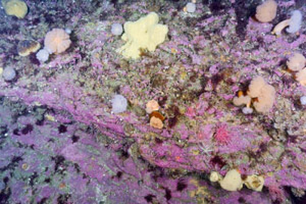Algues corallines, anémones et éponges sur la crête du banc des Américains