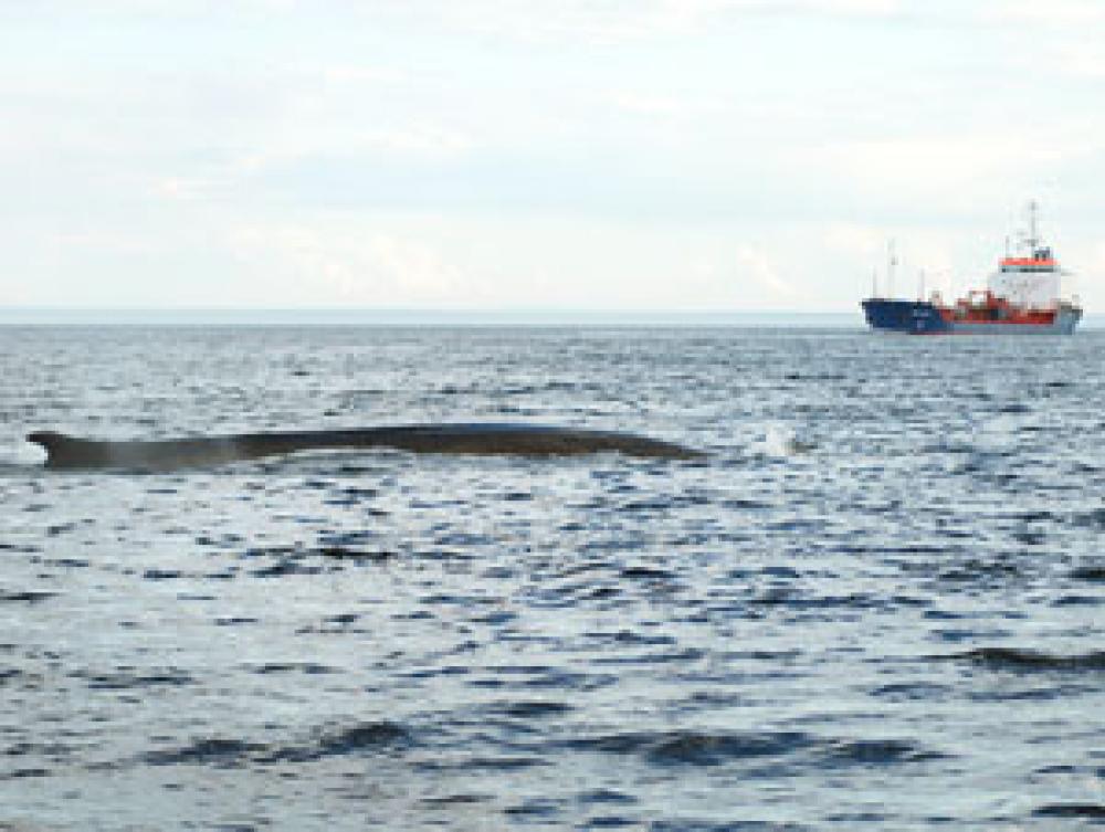 Navires marchands et baleines se côtoient dans l’estuaire du Saint-Laurent.