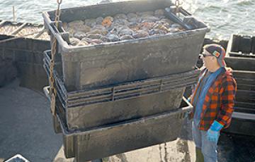 A person on a boat next to crates of fish