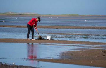 A person harvesting shellfish on the beach. 