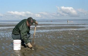 Une personne qui cueille des mollusques